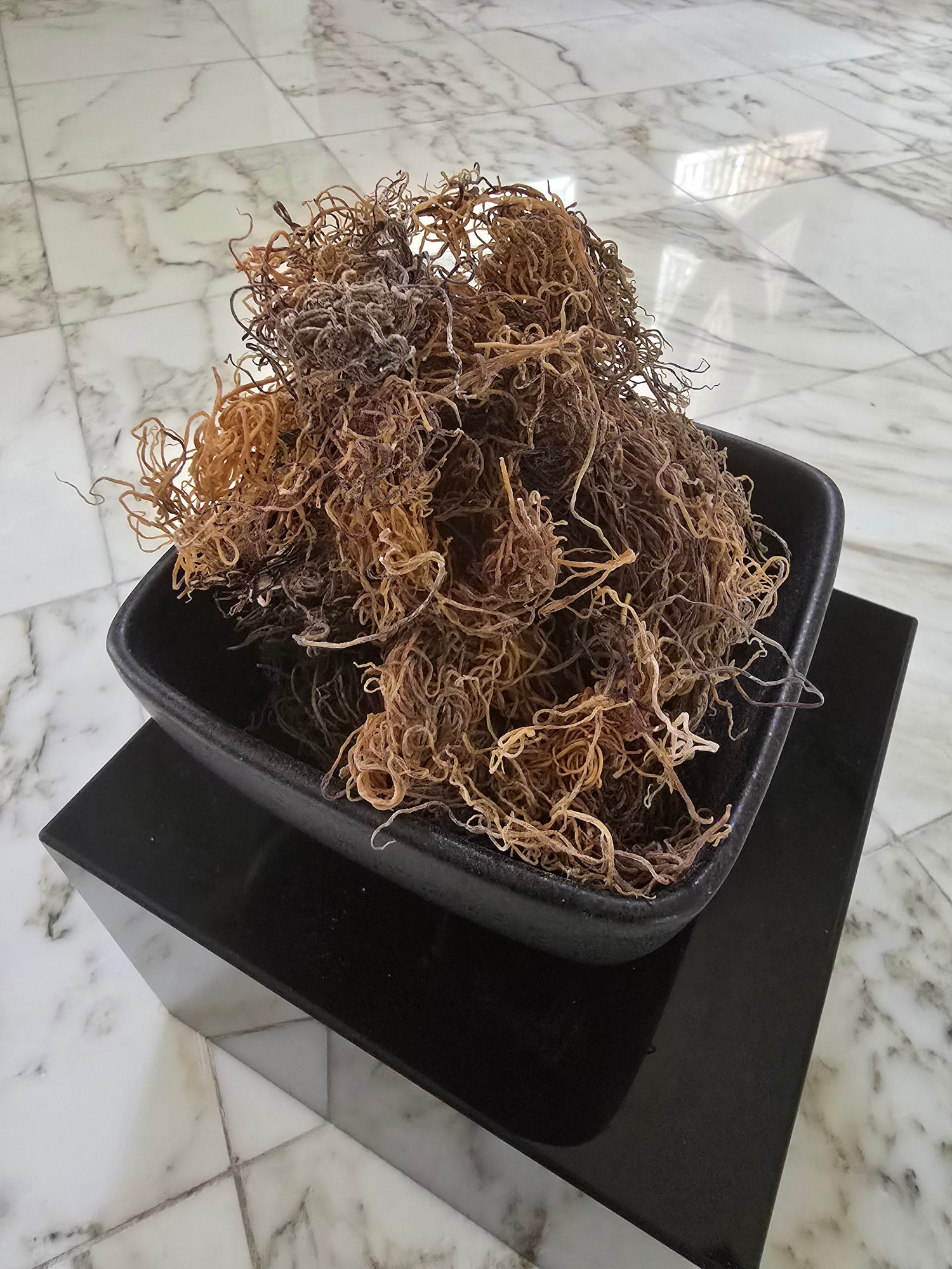 Sea Moss