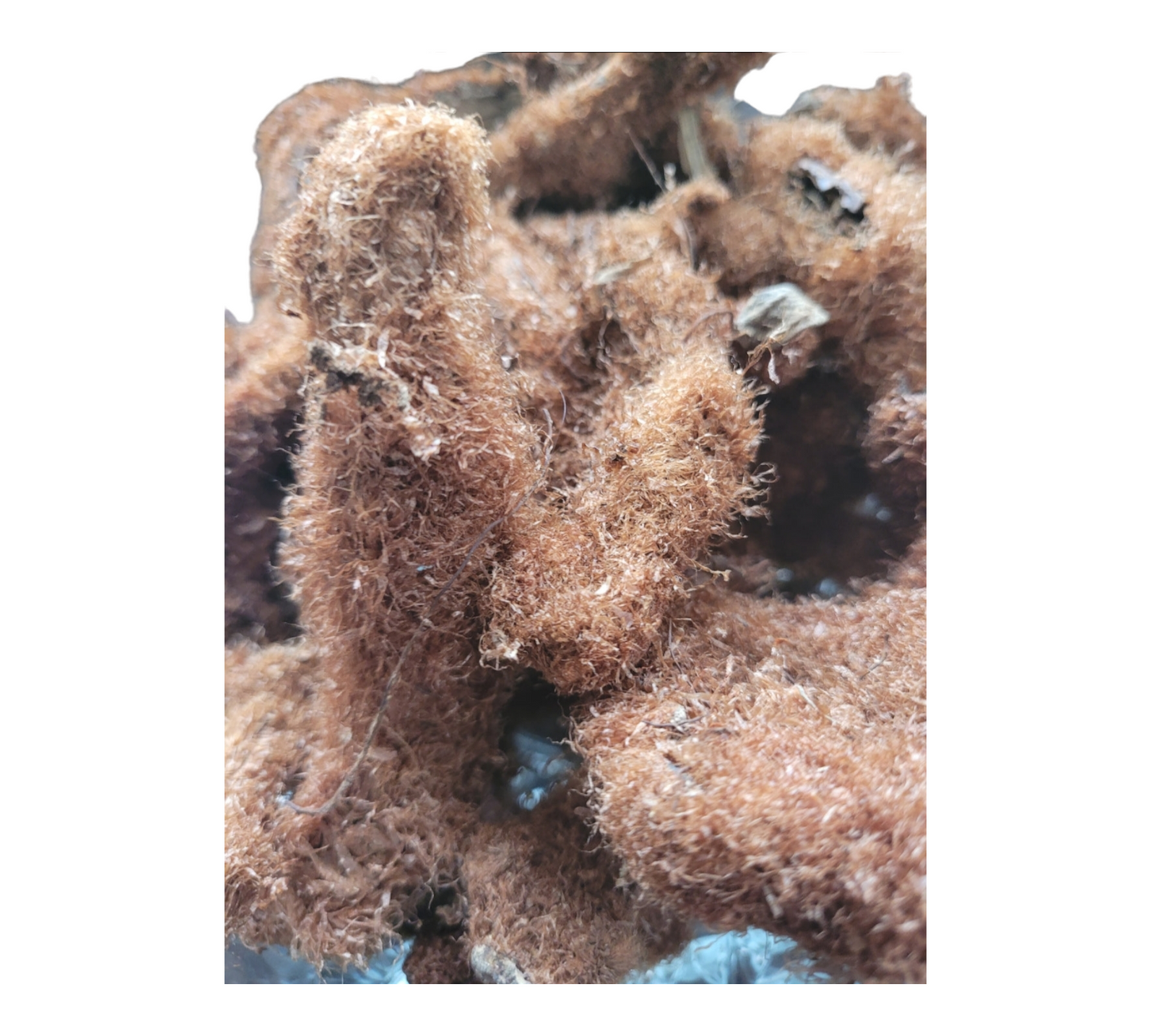 Kalawalla (Polypodium Leucotomos)