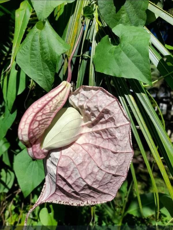 Duck Flower