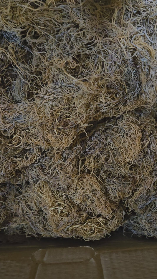 16oz Sea Moss Gel